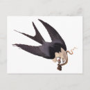 Suche nach amerikanischer vogel postkarten John james audubon