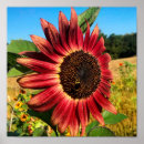 Suche nach rote sonnenblume poster Sommer