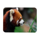 Suche nach roter panda magnete Tier