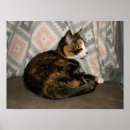 Suche nach hauskatzen poster Feline
