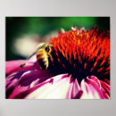 Suche nach honigbienen poster Für sie
