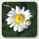 Suche nach gänseblümchen untersetzer Weiß