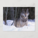 Suche nach grauer wolf postkarten Wald