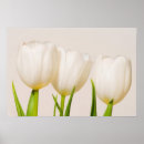 Suche nach weiße tulpen poster Einfach