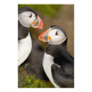 Suche nach seevögel poster Puffin