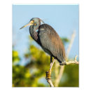 Suche nach graureiher poster Florida