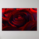 Suche nach hybrider poster Rose