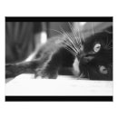 Suche nach liegend poster Katze