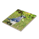 Suche nach blaues jay fliesen Vogelliebhaber