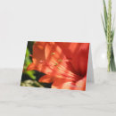 Suche nach amaryllis karten Red