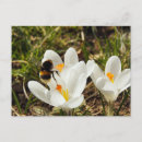 Suche nach krokus postkarten Weiß