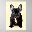 Suche nach stierhund poster Haustier