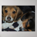 Suche nach der beagle poster Foto