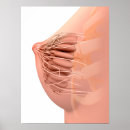 Suche nach conceptual poster Physiologie