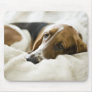 Suche nach jagdhunde mousepads Haustier