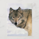 Suche nach wolf foto postkarten Tiere