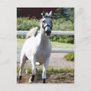 Suche nach galopp postkarten Wild