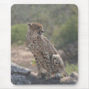 Suche nach kruger nationalpark Tierwelt