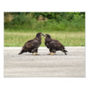 Suche nach flöhe poster Vögel