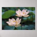 Suche nach lotus flower poster Blossom