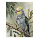 Suche nach cockatiel poster Papagei