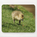 Suche nach gans mousepads Gänse