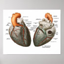 Suche nach menschliches herz poster Wissenschaft