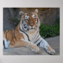 Suche nach schöner tiger poster Wild