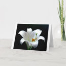 Suche nach lilium karten Flora