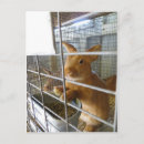 Suche nach tan postkarten Tiere