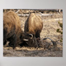 Suche nach bison poster Wildtiere