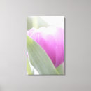 Suche nach weiße tulpen leinwandbilder Rosa