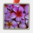 Suche nach plumeria ornamente Insel