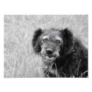 Suche nach obdachlose poster Hund