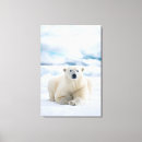 Suche nach eber leinwandbilder Tier