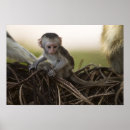 Suche nach reserve poster Afrika