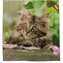 Suche nach waschbärkatze Kätzchen