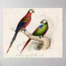 Suche nach exotische vögel poster Vogelvogel
