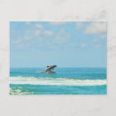Suche nach delphin postkarten Florida