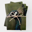 Suche nach schwarze federn geschenkpapier Pfau
