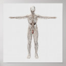 Suche nach lymphsystem poster Menschliche repräsentation