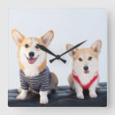 Suche nach corgis Korgi