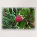 Suche nach himbeere puzzle Reif