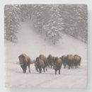 Suche nach gruppe tiere untersetzer Natur