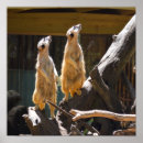 Suche nach meerkats poster Fotografie