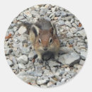 Suche nach chipmunk aufkleber Wild lebende tiere