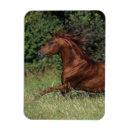 Suche nach stallion magnete Pferd