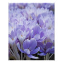 Suche nach krokus poster Blumen