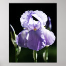 Suche nach lila iris poster Blüte
