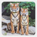 Suche nach tigers aufkleber Streifen